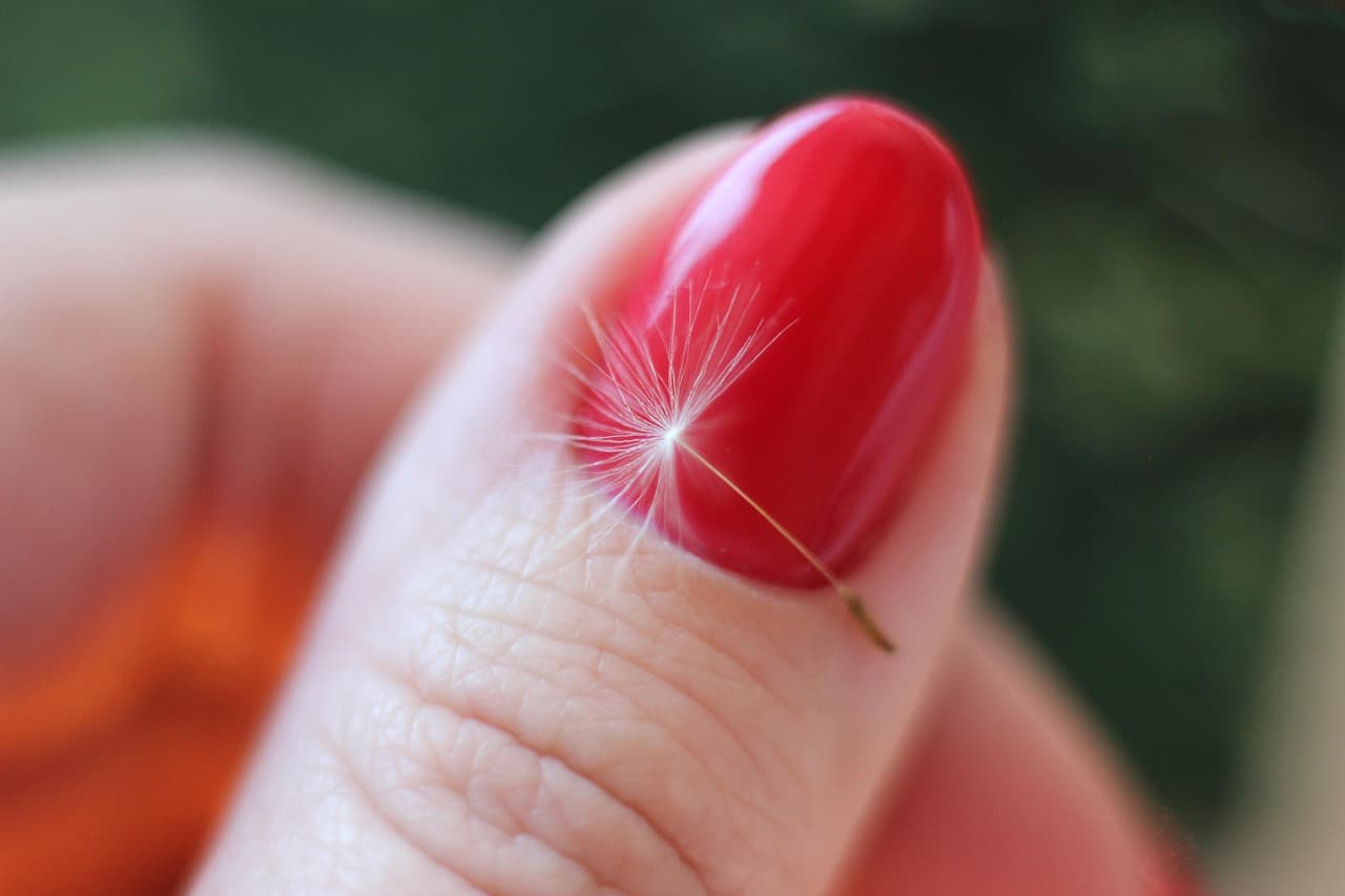 A dandelion seed resting on a glossy red almond nail, close up